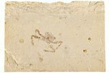 Cretaceous Fossil Crab (Geryon) Pos/Neg - Lebanon #200729-3
